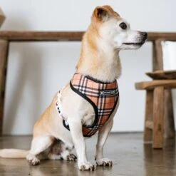 Frenchie Duo Reversible Harness - Tan Tartan -Bandana Buddy Shop frenchie bulldog reversible harness leash collar poo bag bandana tan tartan 019 99d6f8e1 4dd2 48f0 ba26 4b0b6653e1d5