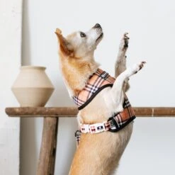 Bandana Buddy Shop 6 Bandana Buddy Shop -Bandana Buddy Shop frenchie bulldog reversible harness leash collar poo bag bandana tan tartan 023 7c8547e4 33cf 42d9 8338 379eeb1c4ecd